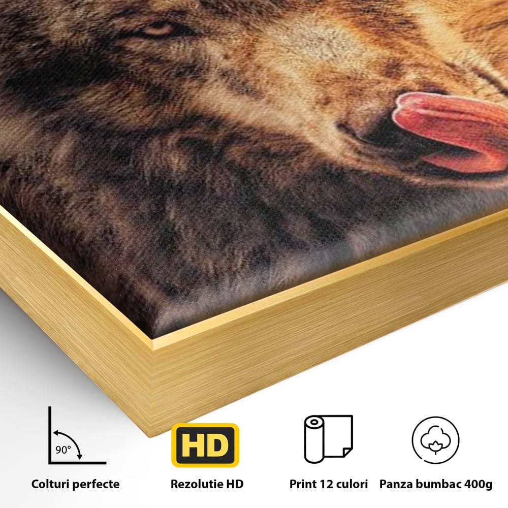 Detaliu al suprafetei: tablou canvas cu lup salbatic la apus, in rama de aluminiu auriu